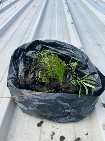 A black dustbin bag full of grass, moss, and soil removed from the gutters